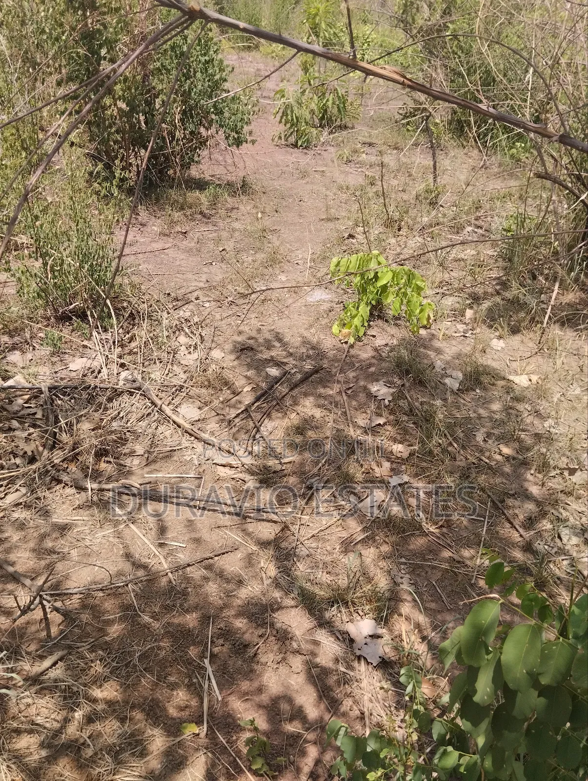 Affordable Farm Land in Nsuta