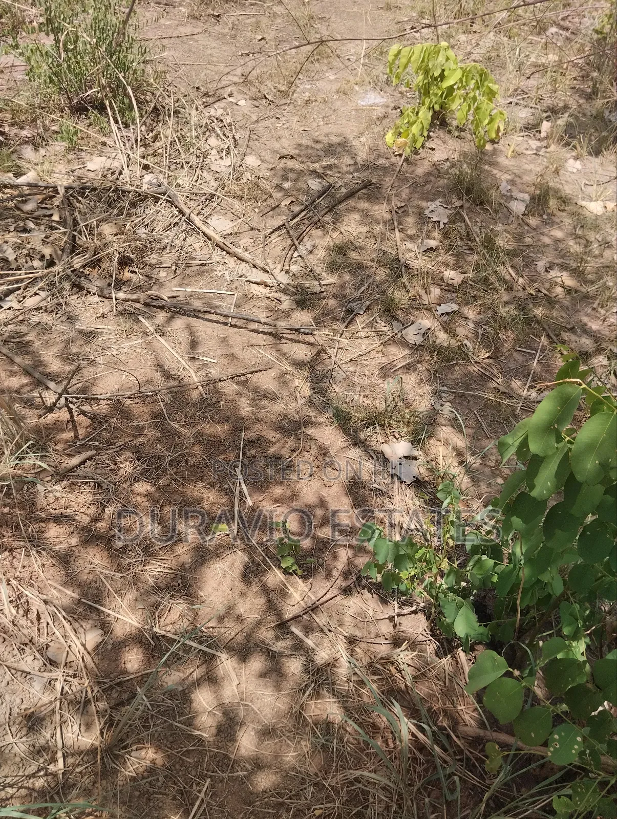 Affordable Farm Land in Nsuta