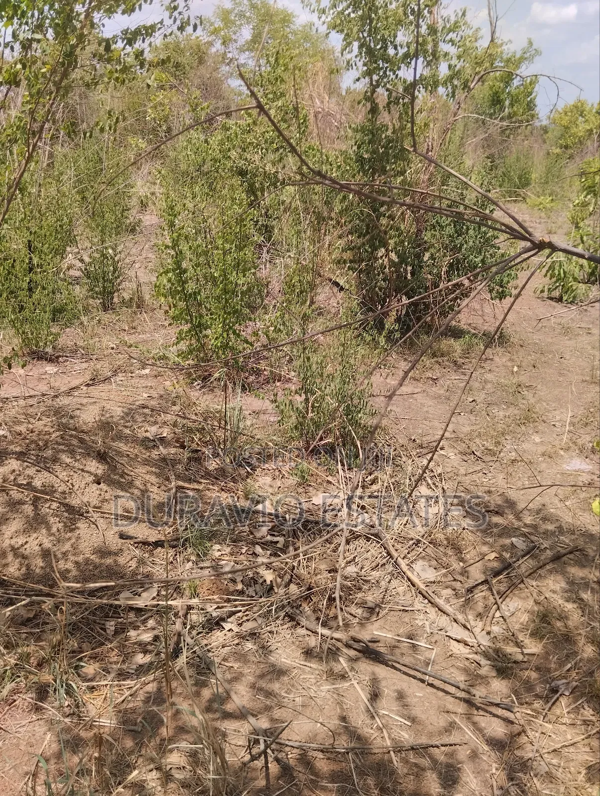 Affordable Farm Land in Nsuta