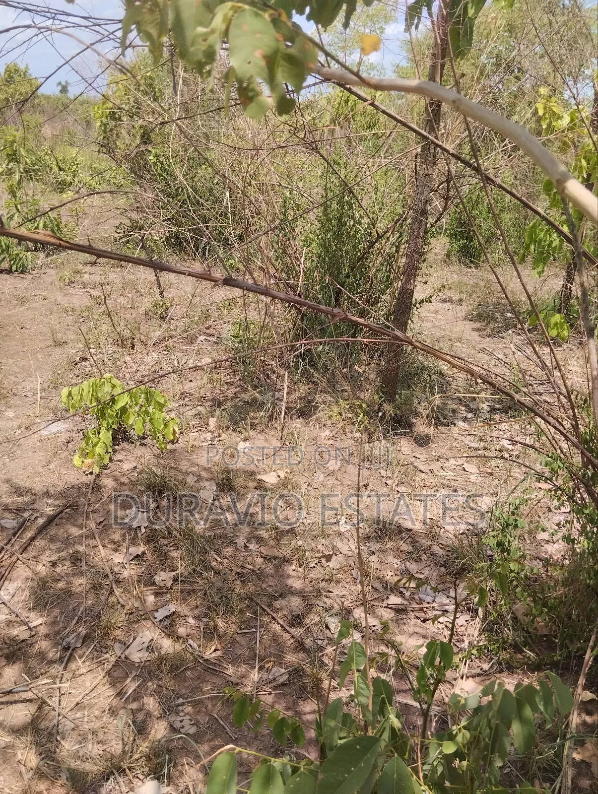 Affordable Farm Land in Nsuta