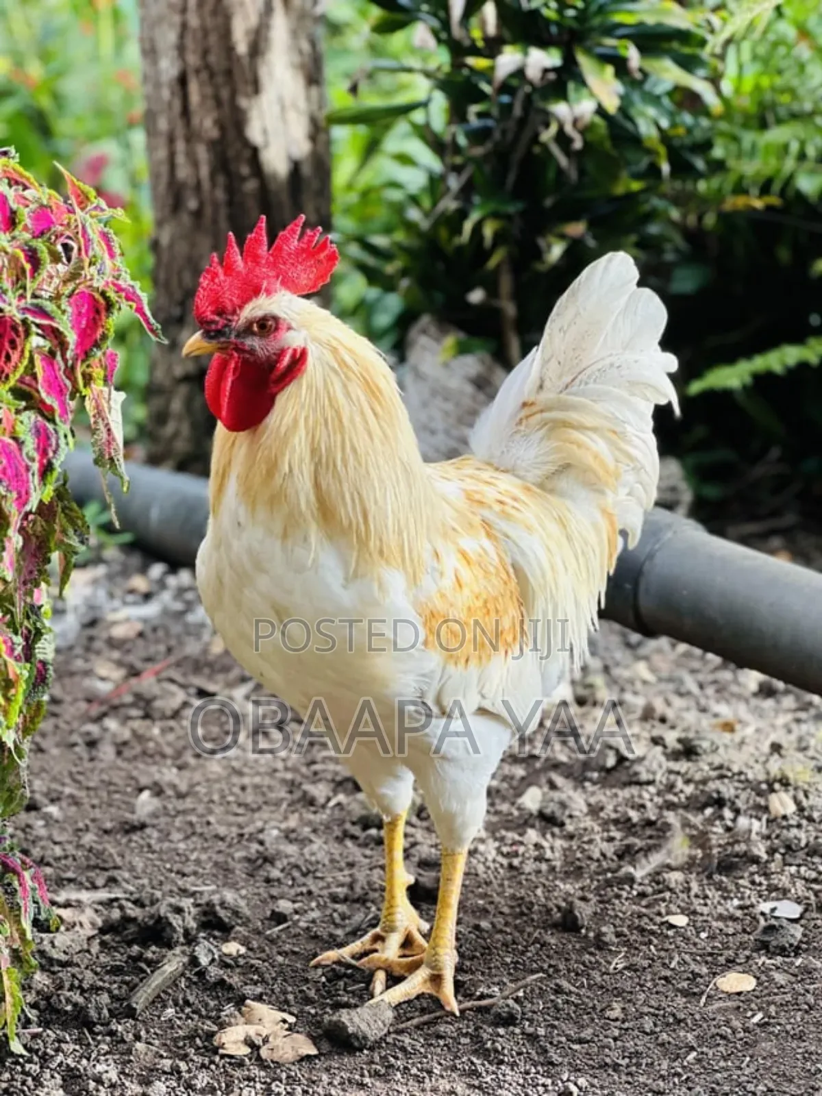 Matured White Cockerels