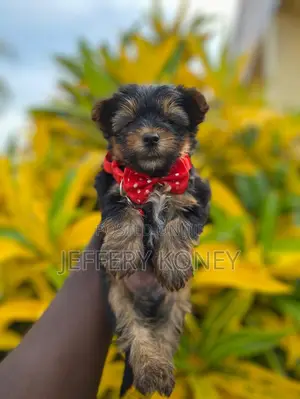 1-3 months Female Purebred Yorkshire Terrier