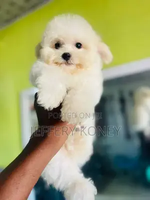 1-3 months Male Purebred Maltese