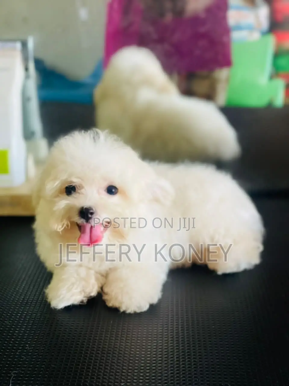 1-3 months Male Purebred Maltese