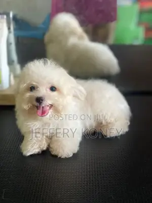 1-3 months Male Purebred Maltese