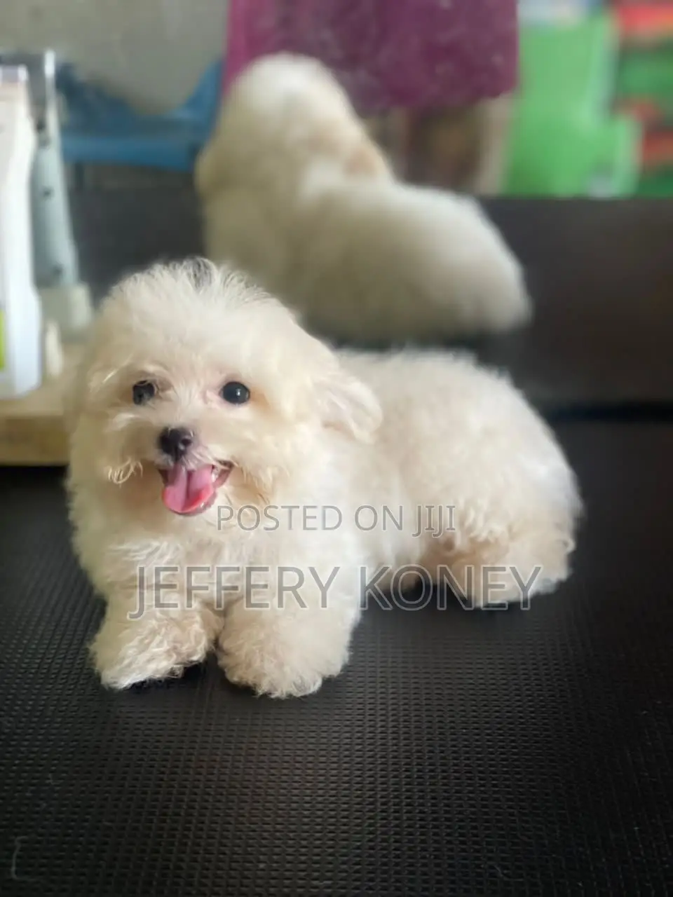 1-3 months Male Purebred Maltese