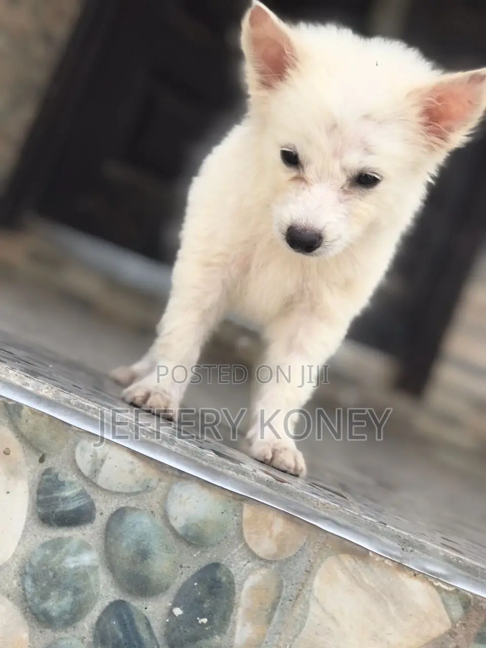 1-3 months Male Purebred American Eskimo