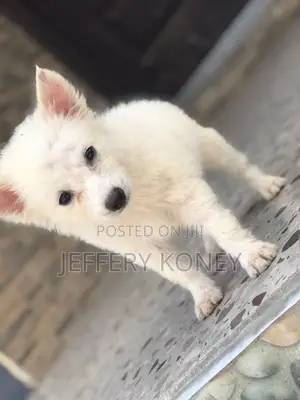 1-3 months Male Purebred American Eskimo