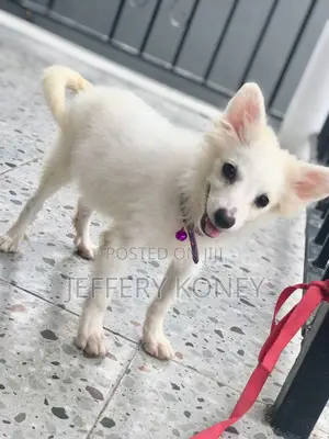 1-3 months Male Purebred American Eskimo