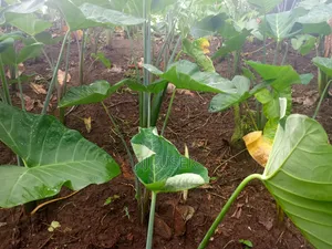 Healthy Cocoyam and Plantain Suckers for Sale