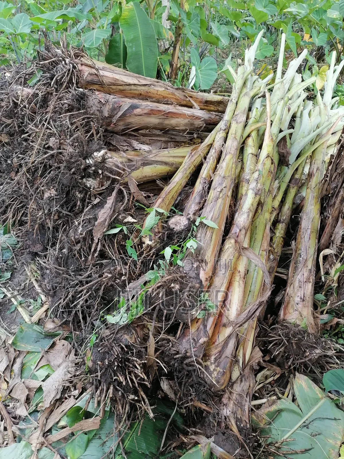 Healthy Cocoyam and Plantain Suckers for Sale