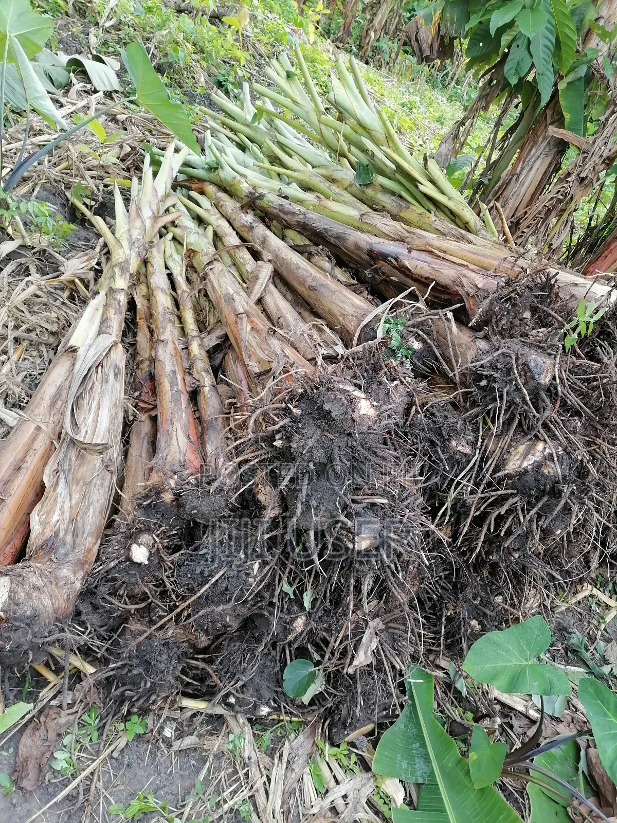 Healthy Cocoyam and Plantain Suckers for Sale