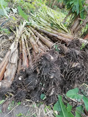 Healthy Cocoyam and Plantain Suckers for Sale