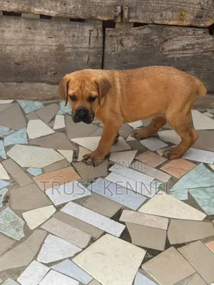 1-3 months Female Purebred Boerboel