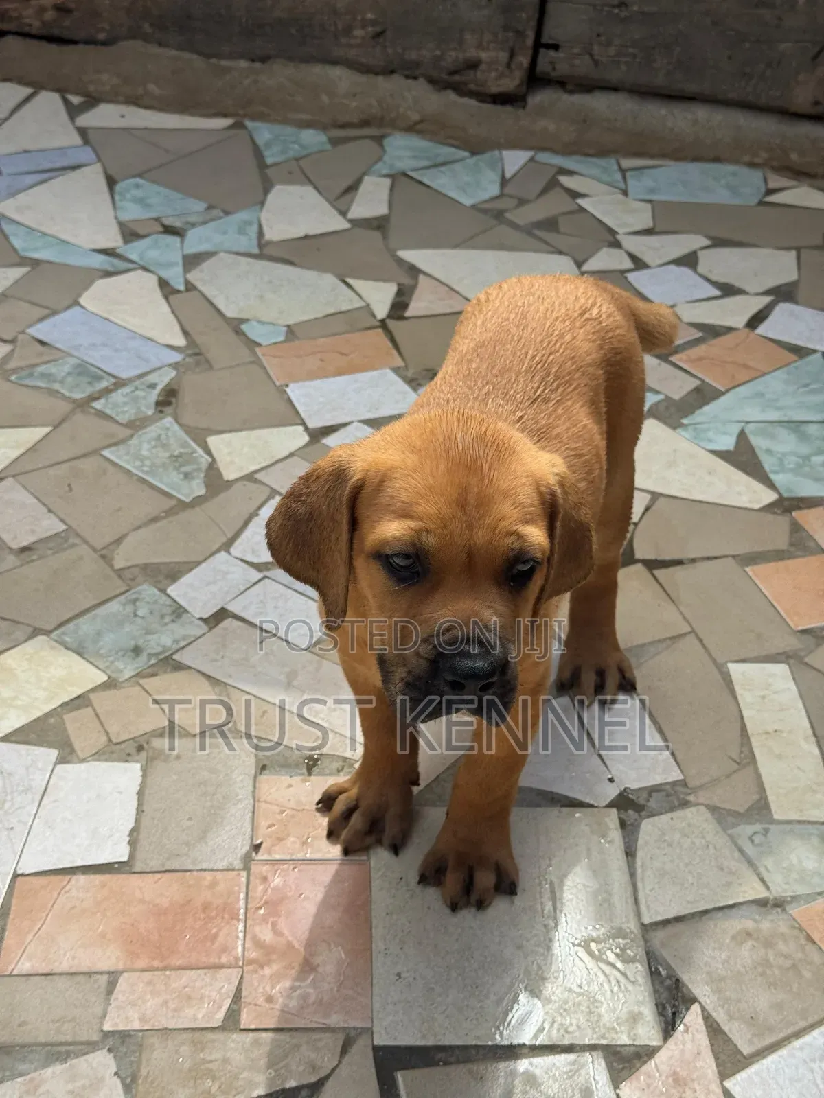 1-3 months Female Purebred Boerboel