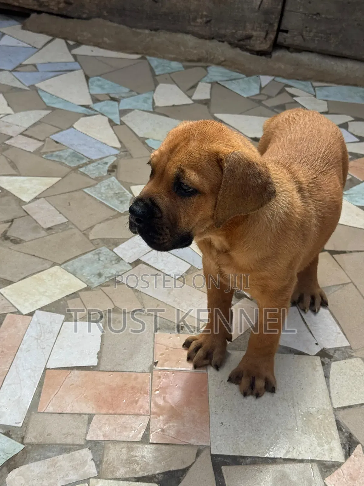 1-3 months Female Purebred Boerboel