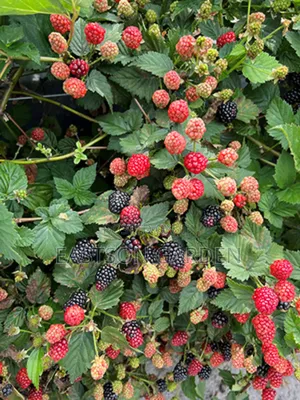 Exotic Blackberry Seedlings – Fast Fruiting Easy to Grow!