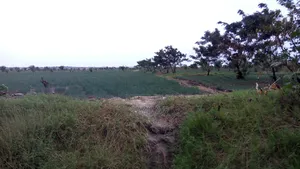 Farm Lands For Long Lease And Sale