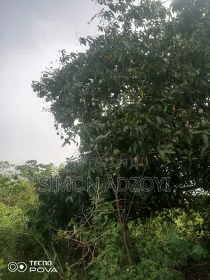 Cocoa and Coffee Land for Rent