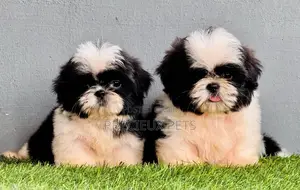 1-3 months Male Purebred Shih Tzu