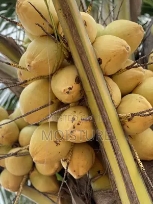 Dwarf Yellow Coconut Seedlings