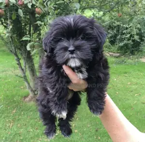 1-3 months Female Purebred Maltese
