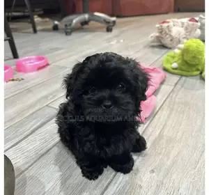 1-3 months Female Purebred Maltese