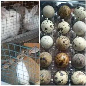 Baby Rabbits and Quail Eggs for Sale at Affordable Prices
