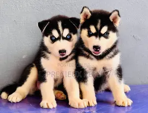 1-3 months Female Purebred Siberian Husky
