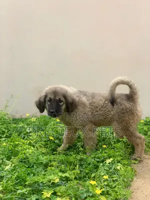 3-6 months Male Purebred Caucasian Shepherd