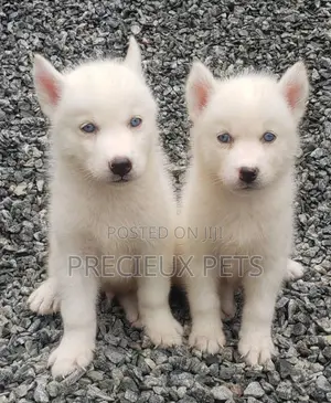 1-3 months Male Purebred Siberian Husky