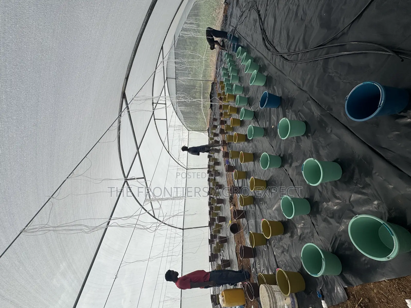 Greenhouse