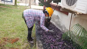 Cleantex Flower and Gardening Service's