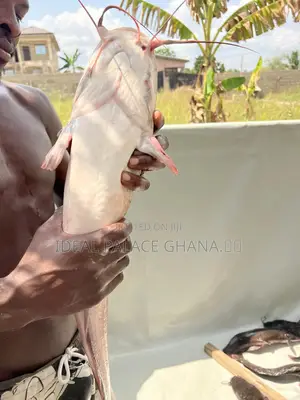 Healthy Catfishes