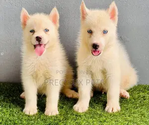 1-3 months Female Purebred Siberian Husky