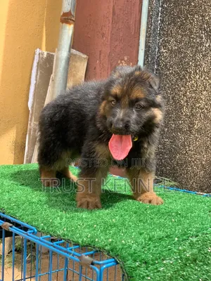1-3 months Male Purebred Caucasian Shepherd