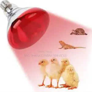 Poultry Heater Bulbs