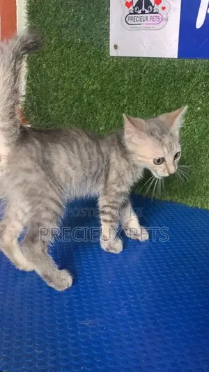 1-3 months Male Purebred Turkish Angora