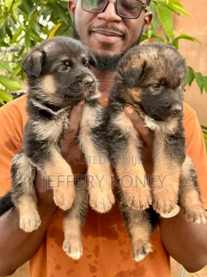 1-3 months Female Purebred German Shepherd