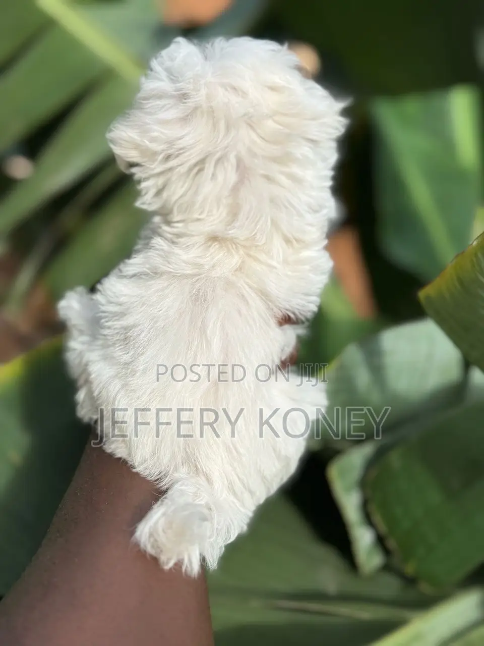 1-3 months Male Purebred Maltese