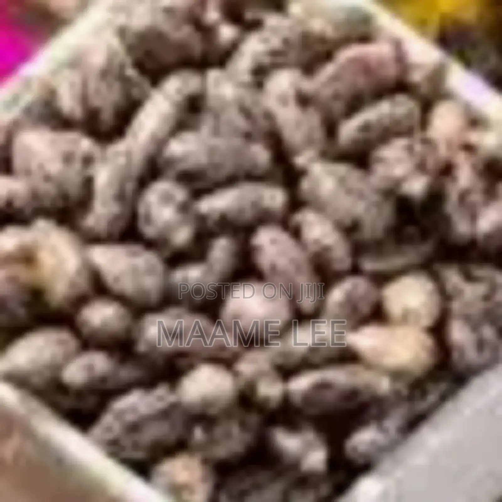 Castor Seed
