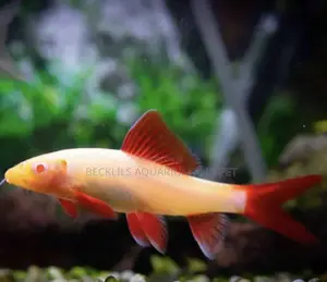 Grade a Colorful Rainbow Shark