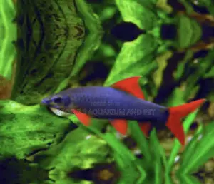 Grade a Colorful Rainbow Shark