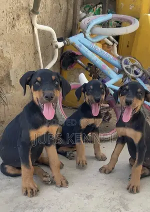 1-3 months Female Purebred Doberman Pinscher
