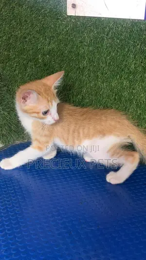 1-3 months Male Purebred Turkish Angora
