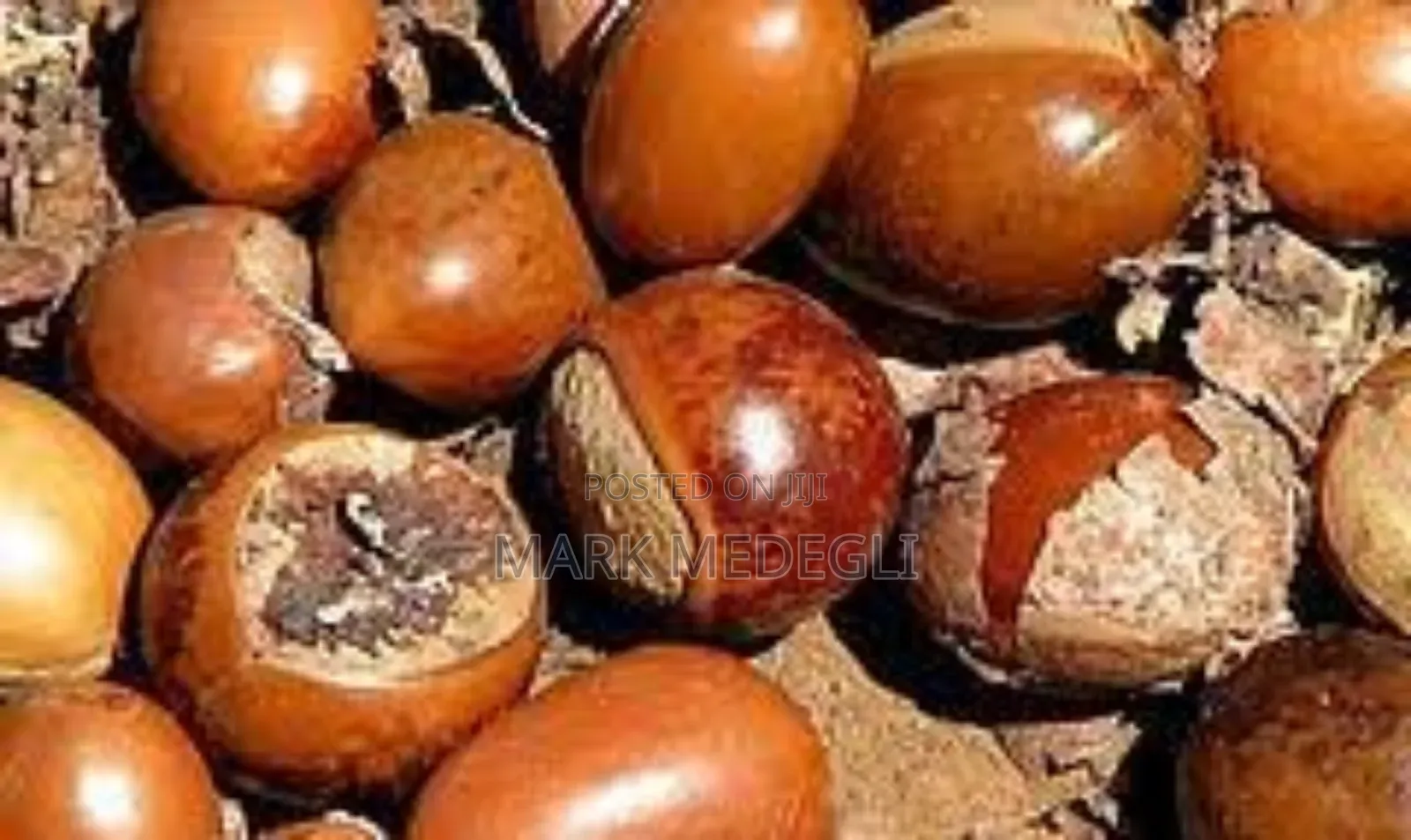 We Are Accepting Orders for the New Season Shea Nuts.