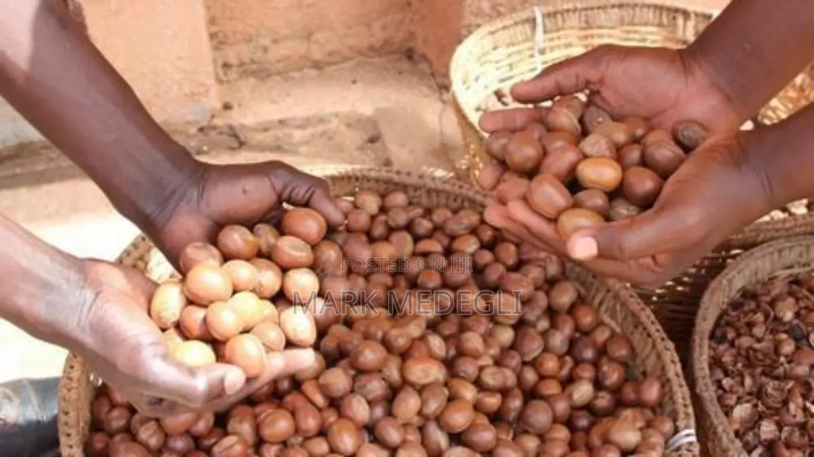 We Are Accepting Orders for the New Season Shea Nuts.