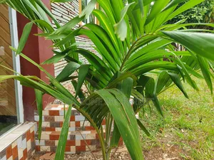 Flowers,Flower Ports,Landscaping Services With Cleantex