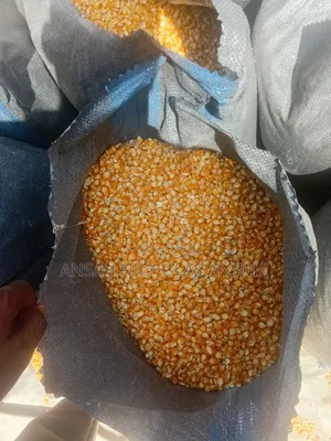Maize Available for Sale
