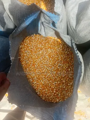 Maize Available for Sale